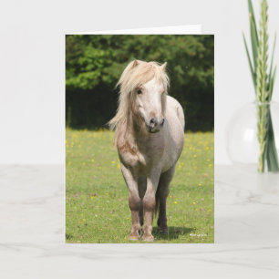 Cartão Bob Langrish Shetland Pony Standby