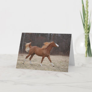 Cartão Bob Langrish   Sobremesas de pintura