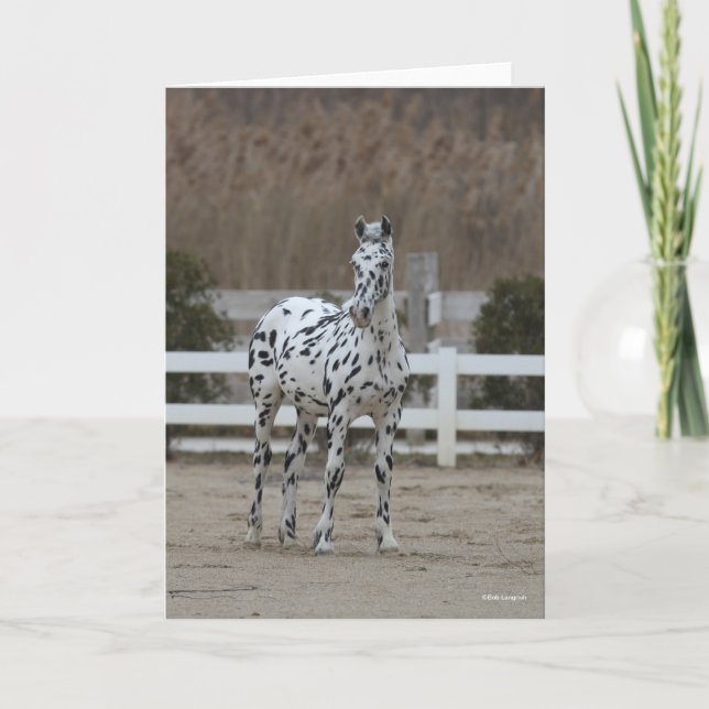 Cartão Bob Langrish | Spotty Appaloosa Friesian Standing (Frente)