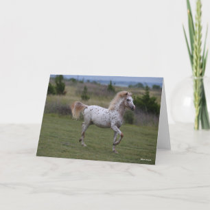 Cartão Bob Langrish Spotty Pony Da América