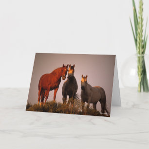 Cartão Bob Langrish   Três Árabes Em Pé De Sol