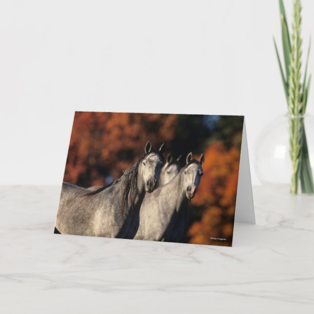 Cartão Bob Langrish | Três Cinzas Árabes Juntos (Frente)