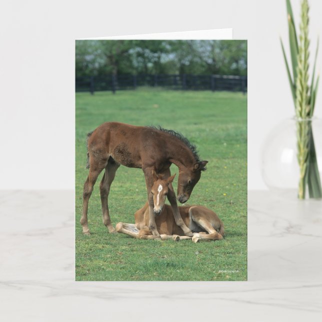 Cartão Bob Langrish | Two Morgan Horse Foals Playing (Frente)