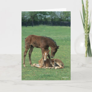 Cartão Bob Langrish   Two Morgan Horse Foals Playing