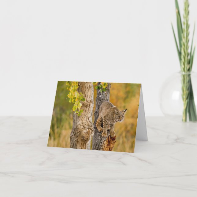 Cartão Bobcat (Frente)