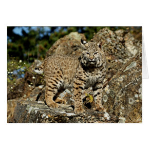 Cartão Bobcat nas Rochas