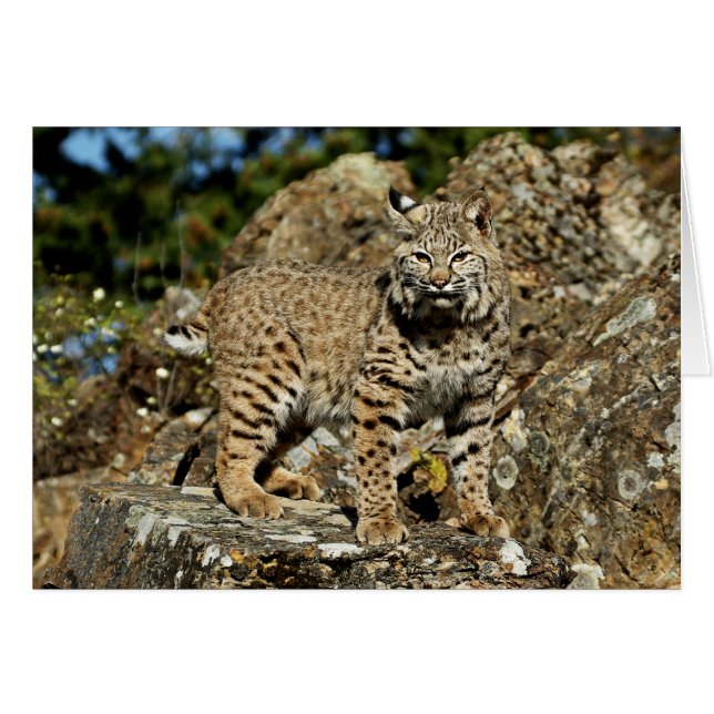 Cartão Bobcat nas Rochas (Frente Horizontal)