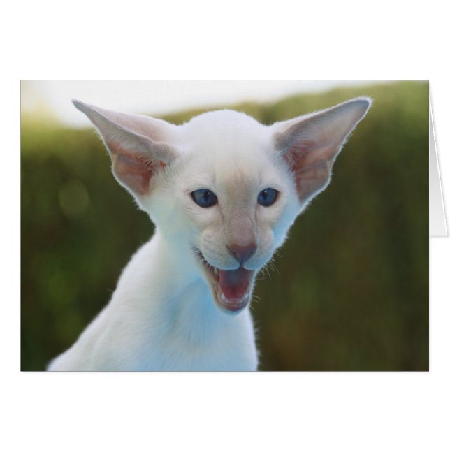 Cartão Bobo Siamese (Frente horizontal)