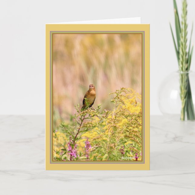 Cartão Bobolink macho fêmea/não reprodutora (Frente)