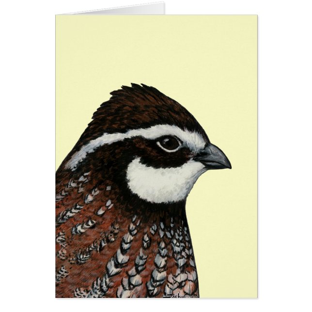 Cartão Bobwhite Quail Head (Frente)