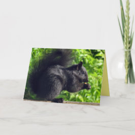 Cartão Boca-branca Boca-Preta Comendo Sementes Natureza