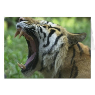Cartão Boca do Tigre