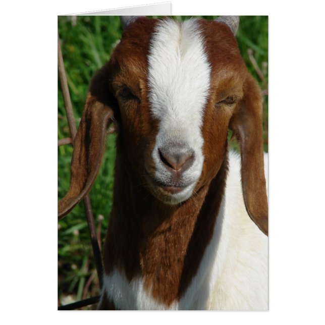 Cartão Boer Goat (Frente)