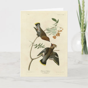 Cartão Bohemian Chatterer (Waxwing) Audubon Birds América