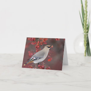 Cartão Bohemian Waxwing Notecards