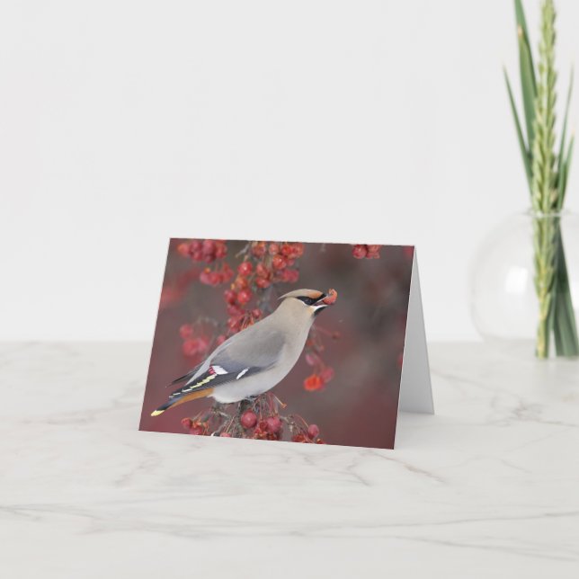 Cartão Bohemian Waxwing Notecards (Frente)