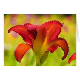 Cartão Bold Lily - Daylily