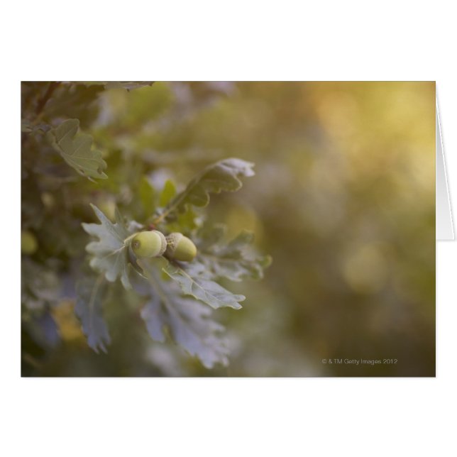 Cartão Bolotas de carvalho. (Frente Horizontal)