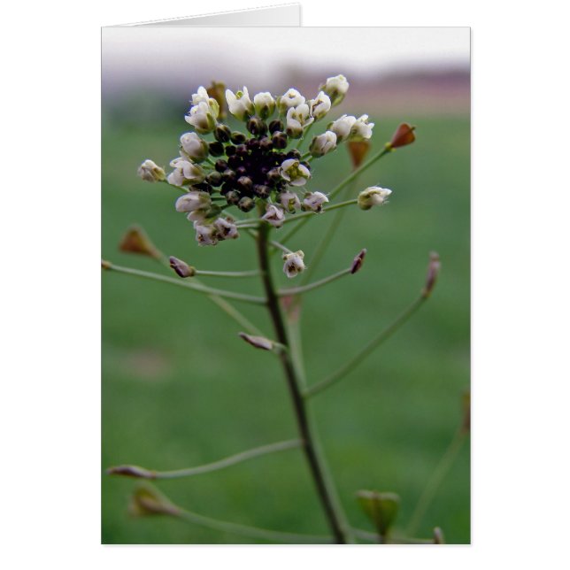 Cartão Bolsa de Shepherd (Frente)