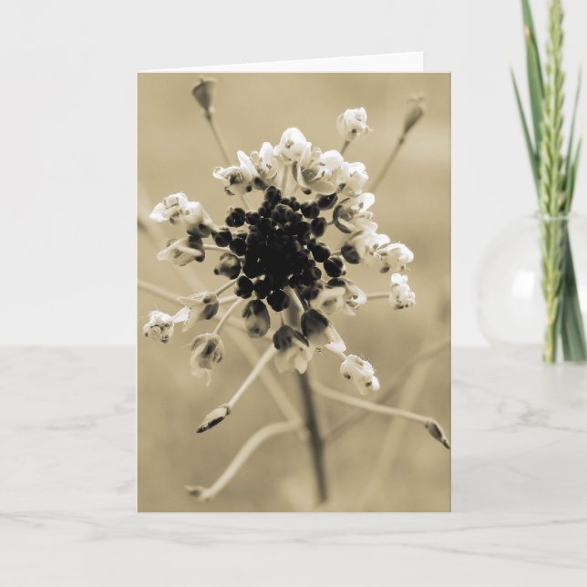 Cartão Bolsa de Shepherd em Sepia (Frente)