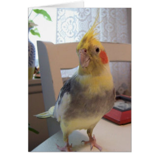 Cartão Bom pássaro