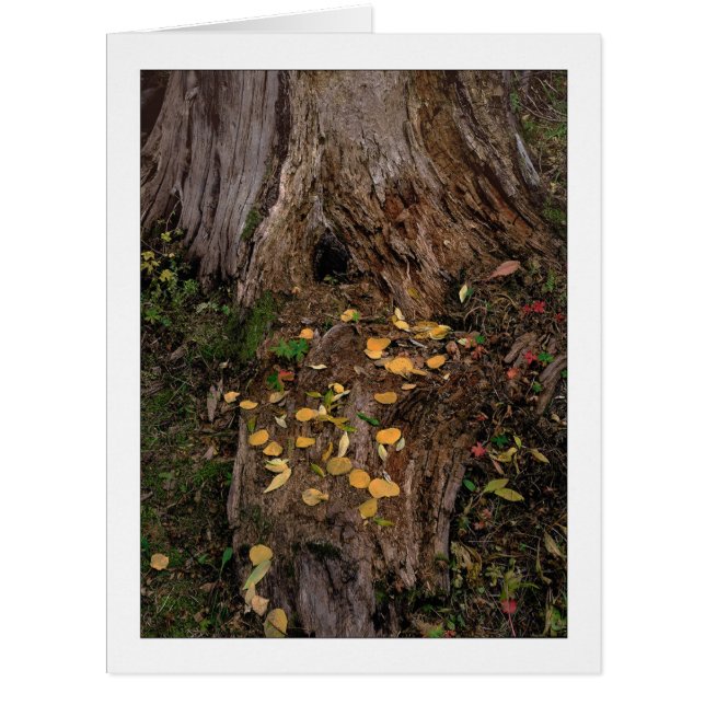 Cartão "Bomba de árvores e forragens" (Frente)