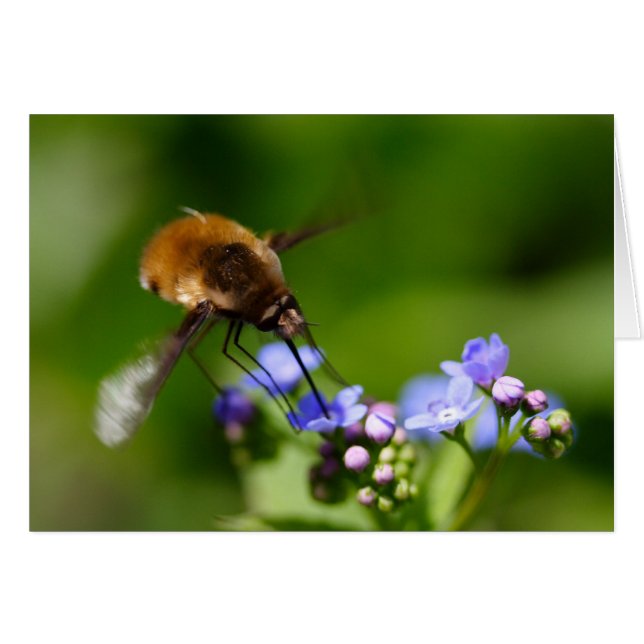 Cartão Bombylius major (Frente Horizontal)