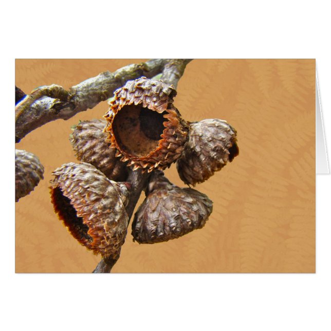 Cartão Bonés da bolota do carvalho (Frente Horizontal)