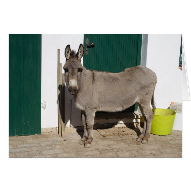 Cartão Bonita Donkey (Frente Horizontal)