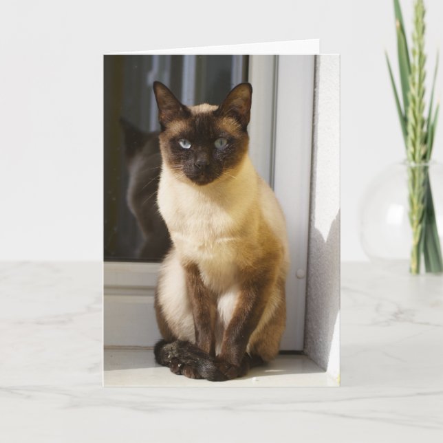 Cartão Bonita Gato Siamês (Frente)