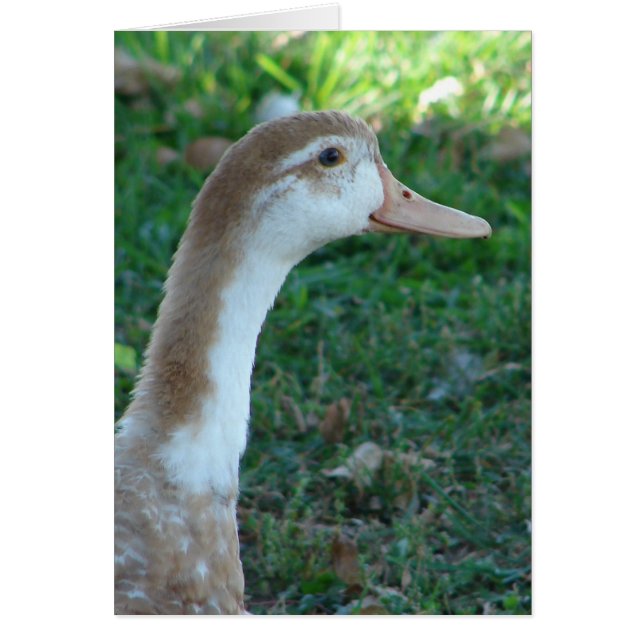 Cartão Bonita Mule Duck (Frente)