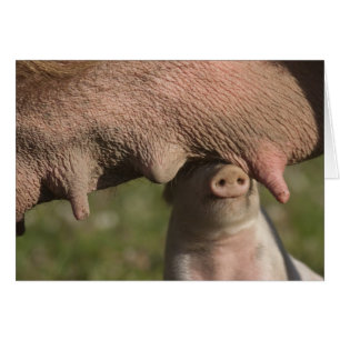 Cartão Bonitão Nervoso - Engraçado