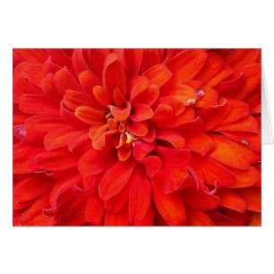 Cartão Bonitas pétalas de flores vermelhas