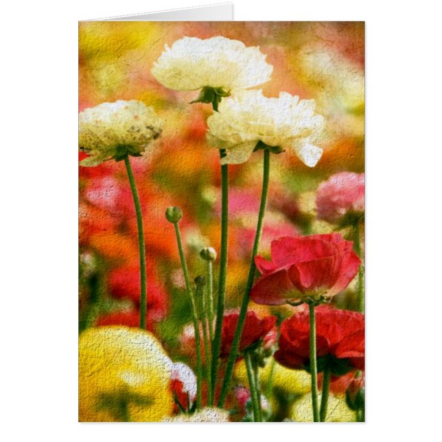 Cartão Bonito (Frente)