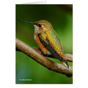 Cartão Bonito beija-flor rufo em videiras gêmeas