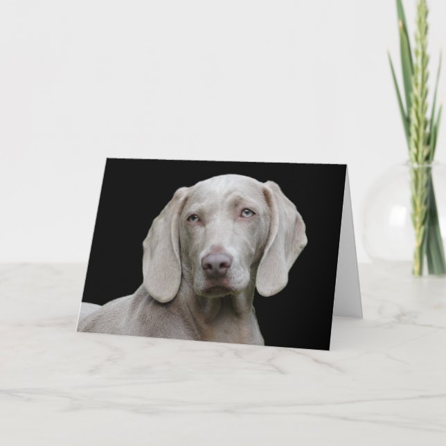 Cartão Bonito Cão Caçador de Weimaraner (Frente)