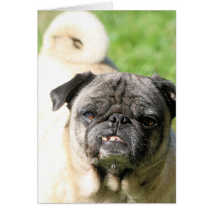 Cartão Bonito como um Pug