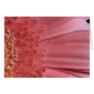 Cartão Bonito Coral Rosa Gerbera Daisy