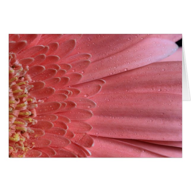 Cartão Bonito Coral Rosa Gerbera Daisy (Frente Horizontal)