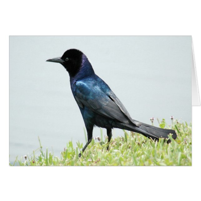 Cartão bonito de ave-preto (Frente horizontal)