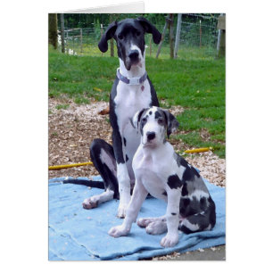 Cartão bonito do artilheiro 3m de 6m