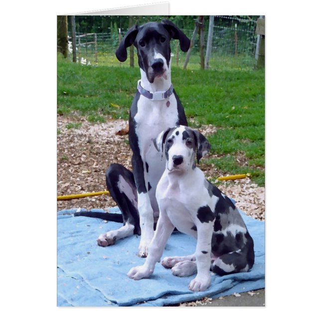 Cartão bonito do artilheiro 3m de 6m (Frente)