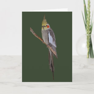 Cartão bonito do Cockatiel (incorpore sua própri