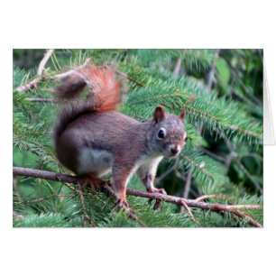 Cartão bonito do esquilo vermelho