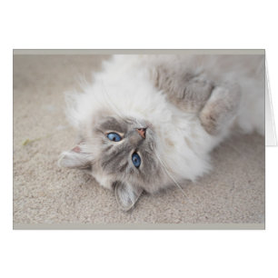 Cartão bonito do gato de Ragdoll