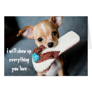 Cartão Bonito e Novo Puppy Chihuahua mastigando humor eng
