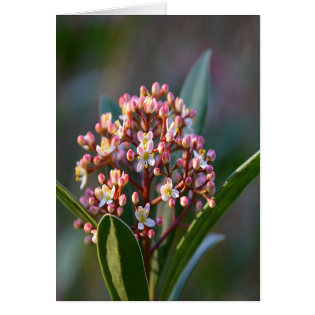 Cartão Bonito em Primavera (Frente)