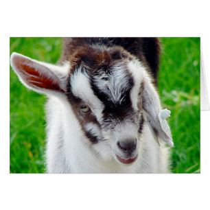 Cartão Bonito Goat Kid