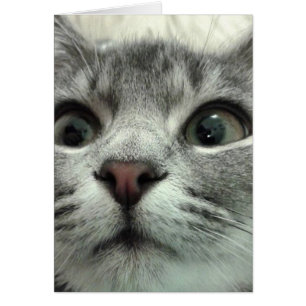 Cartão Bonito Kitten, Gute Besserung