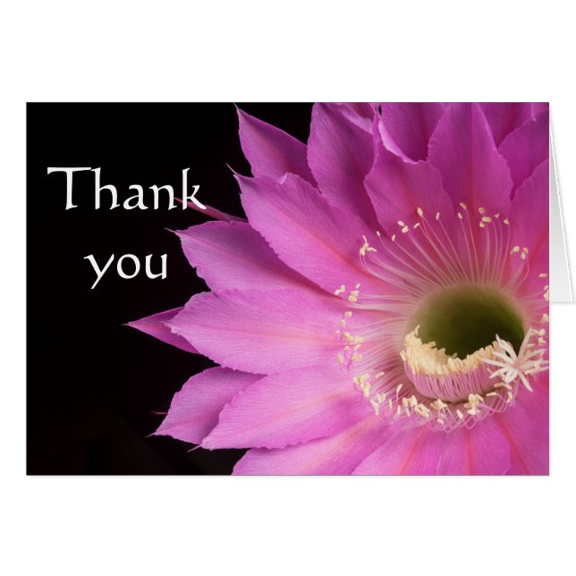 Cartão Bonito na flor rosa do cacto, obrigado você (Frente Horizontal)